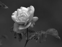 RoseBW.jpg