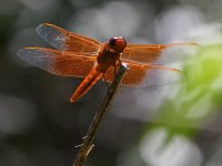 Dragonfly.jpg