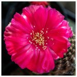 cactus-snap-4.jpg