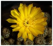 cactus-snap-5.jpg