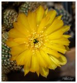 cactus-snap-6.jpg