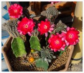 cactus-snap-7.jpg