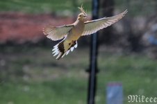 DSC_1381.jpg