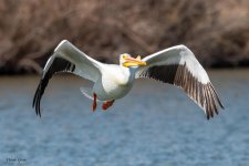 Pelican-200.jpg