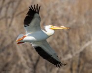 Pelican-201.jpg