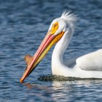 Pelican-203.jpg