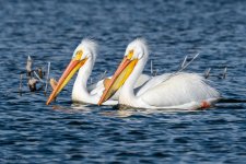 Pelican-204.jpg