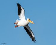 Pelican-205.jpg
