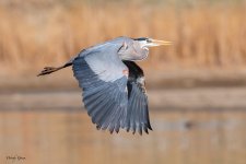 GBHFlight-201.jpg