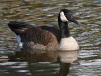 Goose.jpg