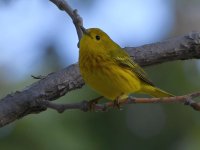 YellowWarbler.jpg