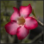 71D_6927 .jpg