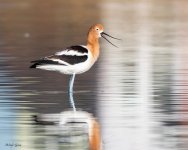 Avocet-202.jpg