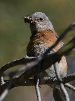 Bluebird2.jpg