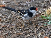 Whydah3.jpg