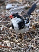 Whydah5.jpg