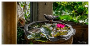 pigeon-3.jpg
