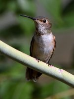 Hummer2.jpg