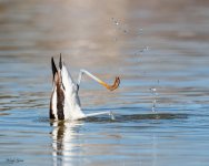 Avocet-203.jpg