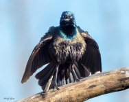 GrackleBravado-204.jpg