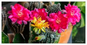 blossom-1.jpg