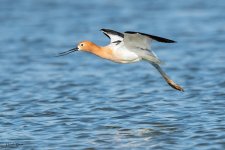 AvocetFlight-204.jpg