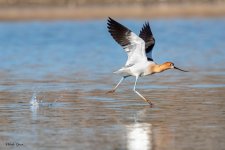 AvocetTakeoff-204.jpg