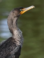 Cormorant6.jpg