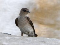 Swallow2.jpg