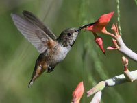 Hummer3.jpg