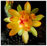 blossom-2.jpg
