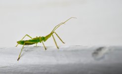 Green Bug 1 (1 of 1).jpg