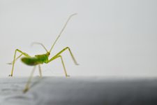 Green Bug 3 (1 of 1).jpg