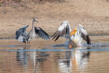GBHPelicanStandOff-191.jpg