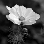 WhiteFlowerBW.jpg