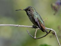Hummer.jpg