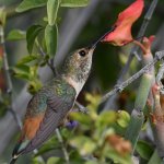 Hummer5.jpg