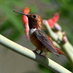 Hummer9.jpg