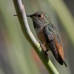 Hummer14.jpg