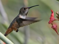 Hummer7.jpg