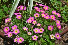560_0007_LSh_cr_sm.jpg