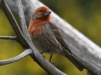 Finch2.jpg
