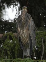 BlueHeron.jpg