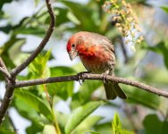 HouseFinch-204.jpg