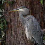 BlueHeron2.jpg