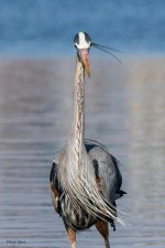 GBHWaterdropp-200.jpg