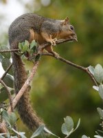 Squirrel.jpg