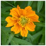 orange-2.jpg