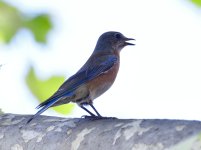 _ROY2419.jpg