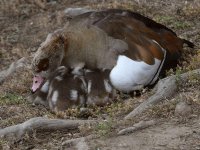 Goose.jpg